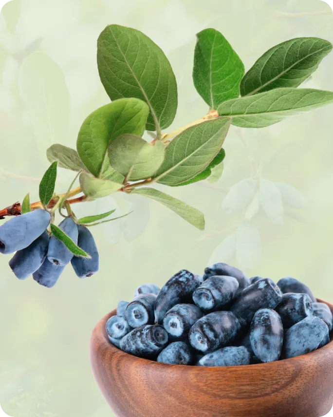 Krastkalnu Berries – WooCommerce E-commerce Redesign with Order Automation